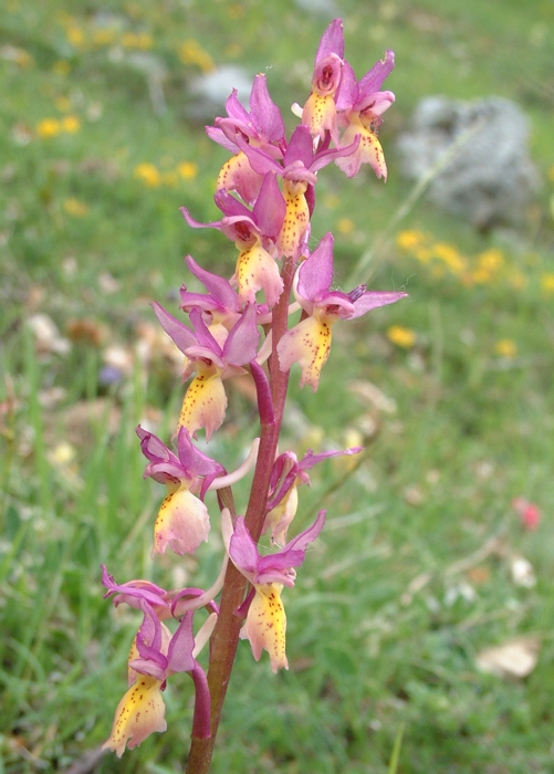 Orchis x colemanii (ibrido: Or. mascula x Or. pauciflora)